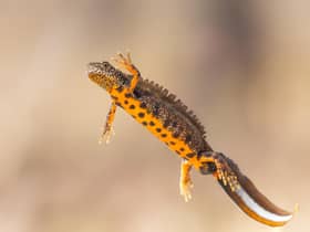 The great crested newt