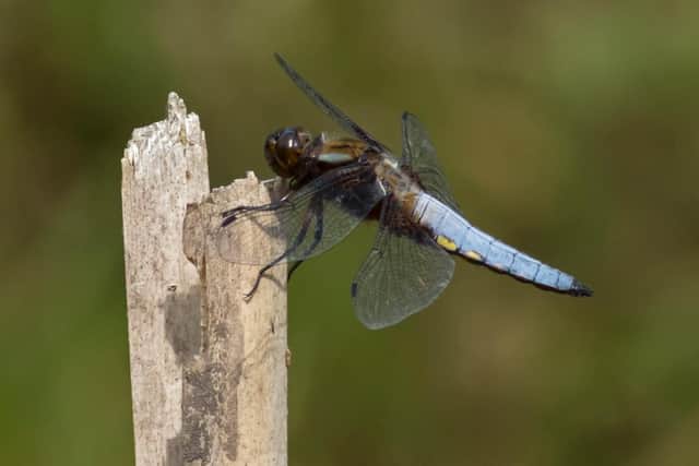 A broad-bodied chaser
