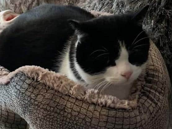 Nine cats have gone missing from Whelley, five have been found near Haigh Hall