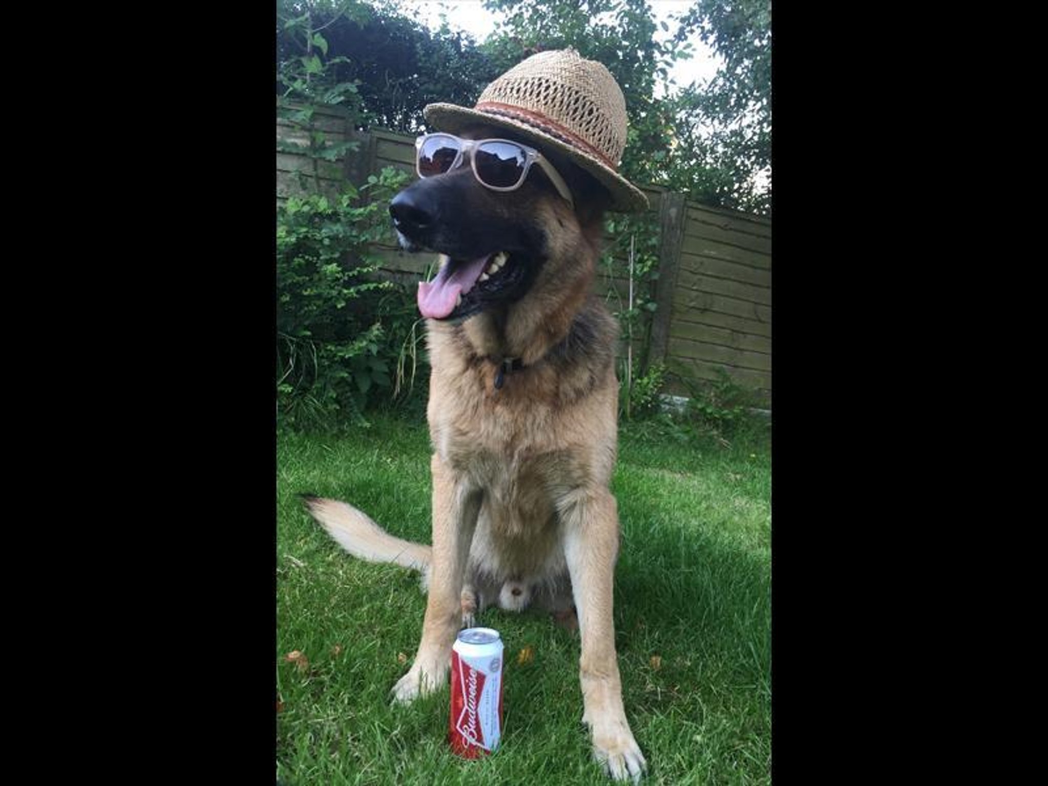 Meet the coolest pets in the country - including Preston's ...