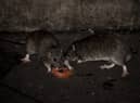 Rodent infestations have surged during lockdown