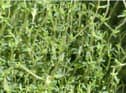 Thyme can help with thrush