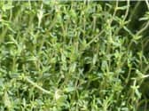 Thyme can help with thrush