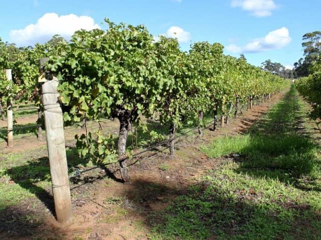 Vines in the Margaret River area of Western Australia, where cabernet and merlot grape varieties thrive
