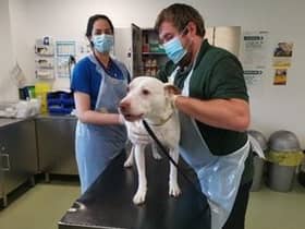 An abandoned dog is checked over