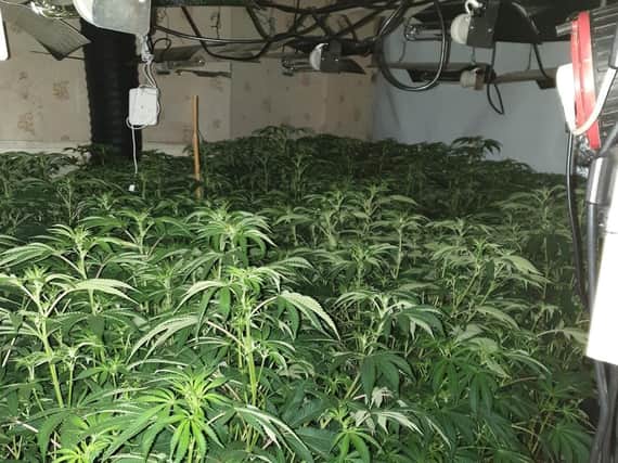 Just some of the 250 plants seized