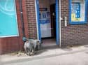 The dog outside the Betfred store in Scholes