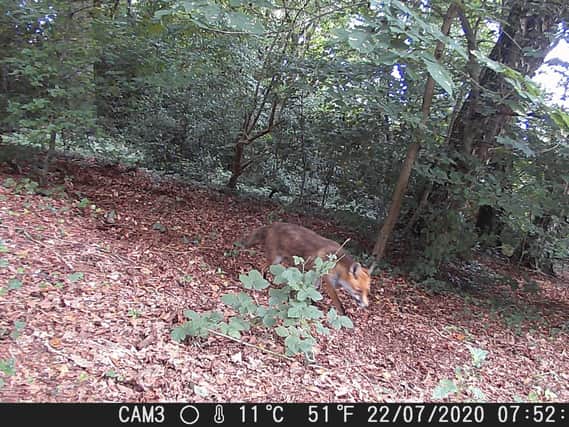 A fox filmed as part of the project