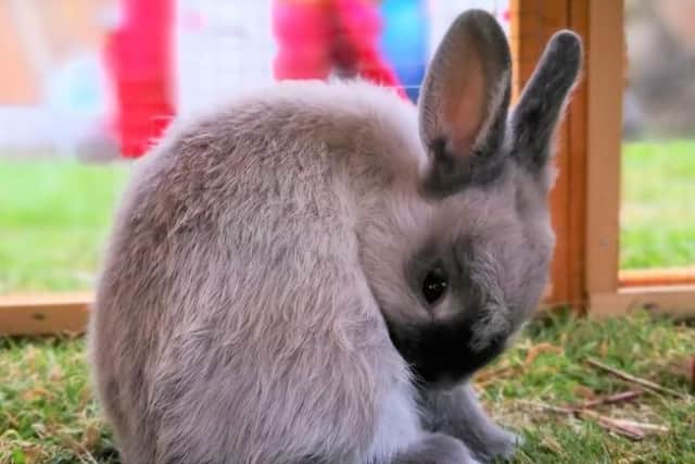 Rabbits face a lifetime of isolation according to veterinary charity PDSA