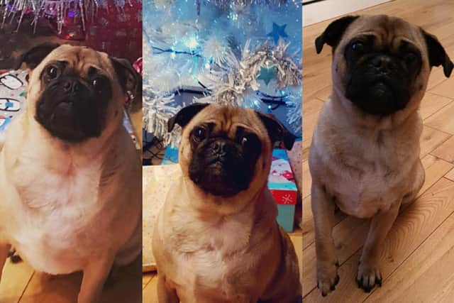 Ollie before, during and after his weight loss