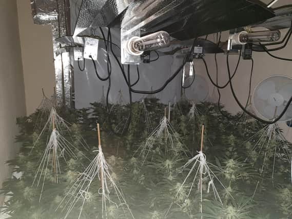 The large cannabis farm discovered by police in Leigh