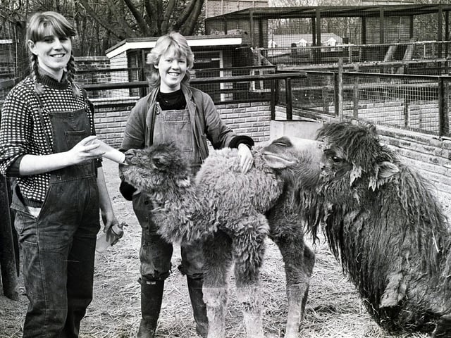 A newborn camel is fed at Haigh Zoo in 1985.