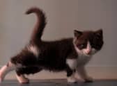 Cat owners fall into five categories