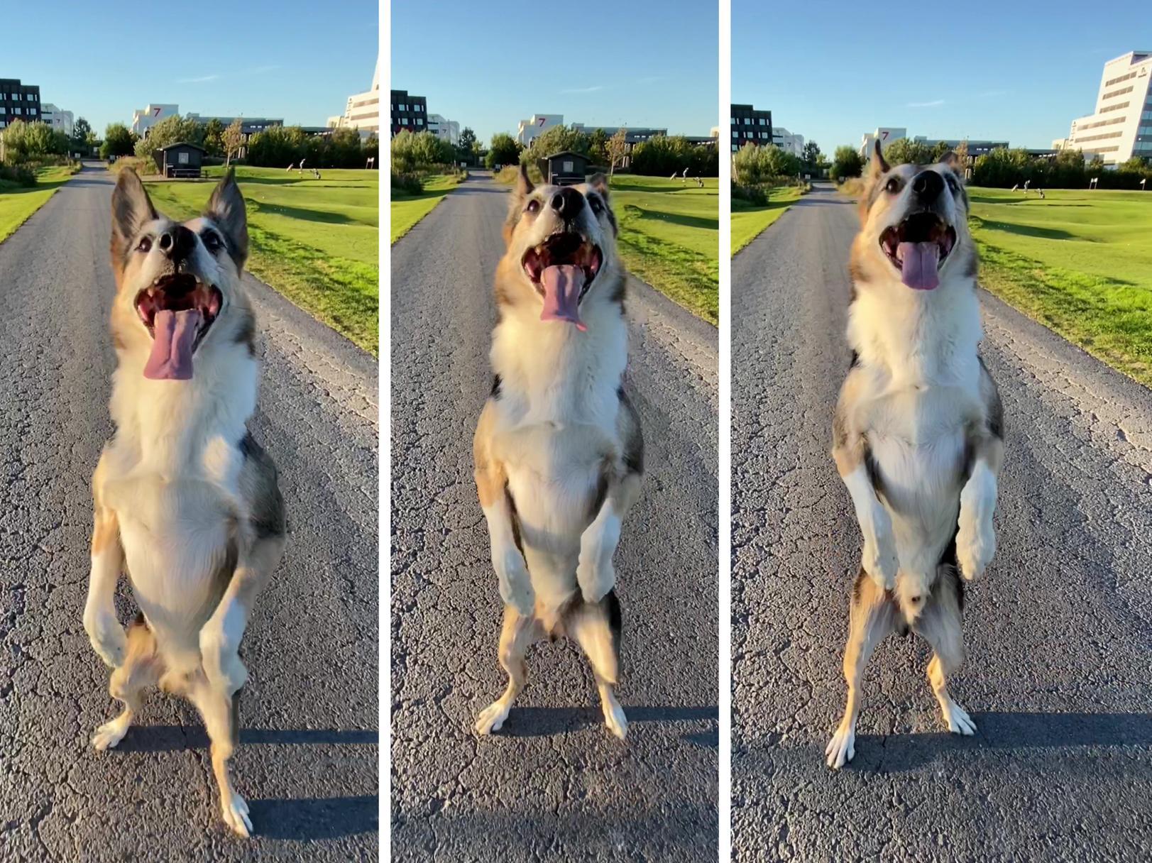 Meet the incredible dog which can walk backwards like a human