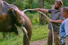 Dr Paul O'Donoghue with one of the elephants