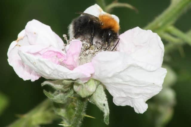 The Wildlife Trust for Lancashire, Manchester and North Merseyside is calling for the Government to include nature ‘wildbelts’ in new planning reforms. Picture: Alan Wright