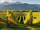 Marlborough: Home of stunning New World wines which exploded our taste buds