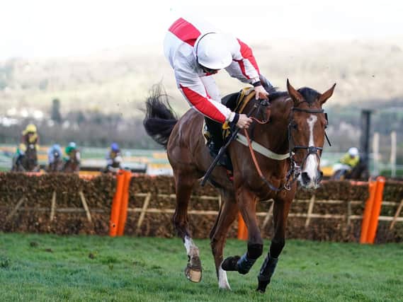 Jamie Moore about to be unseated from Goshen when 10 lengths clear at the last hurdle in the Triumph Hurdle at Cheltenham in March