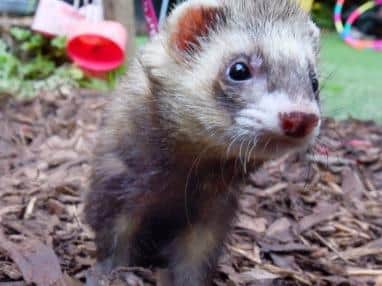 Thomas the ferret