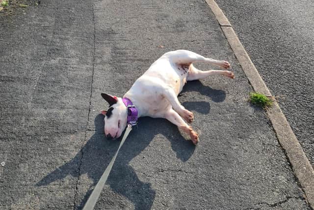 English Bull terrier Fidget "‘faking her own death"