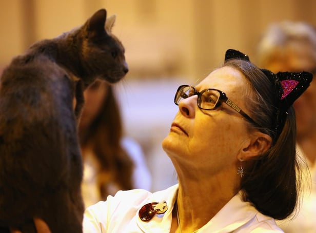 Scientists have discovered narrowing your eyes is the best way to build a rapport with cats.