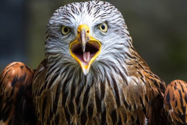 A red kite was killed in Greater Manchester in 2018. Photo by Shutterstock