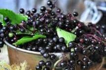 Elderberry