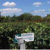 A vineyard in Mendoza, Argentina. The region is home to Familia Zuccardi, a family-run winemaker Picture: PANSSO/PIXABAY