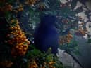 Migrant blackbird
