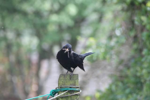 native blackbird