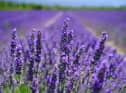 Lavender Picture: Pexels-Pixabay