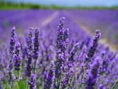 Lavender Picture: Pexels-Pixabay
