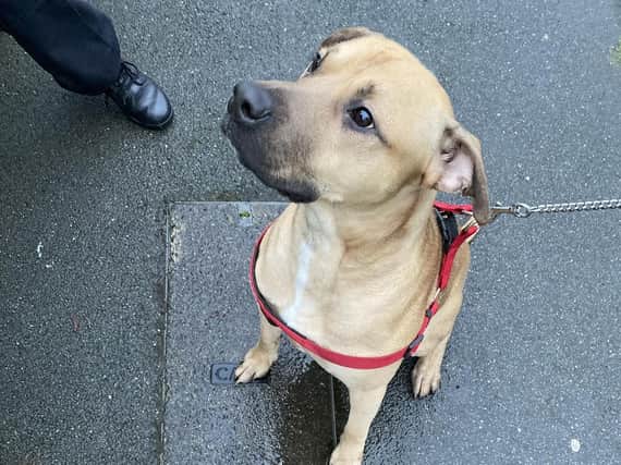 The dog found abandoned in Higher Folds. Image: GMP
