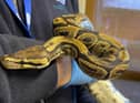 The Royal Python discovered behind a tumble dryer