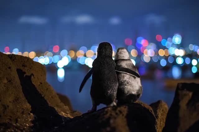 Tobias Baumgaertner won the Ocean Photography Awards' community choice prize for this image of the two fairy penguins 'flipper in flipper' which was taken in St Kilda, Australia.