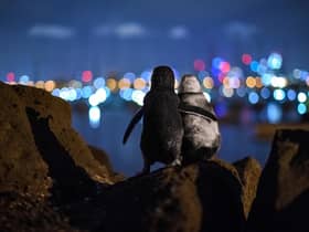 Tobias Baumgaertner won the Ocean Photography Awards' community choice prize for this image of the two fairy penguins 'flipper in flipper' which was taken in St Kilda, Australia.