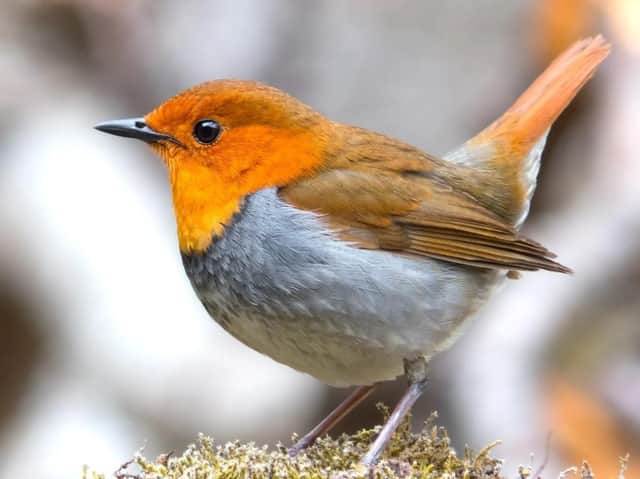 A Robin redbreast
