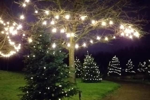 Trees lit up at the hospice in December