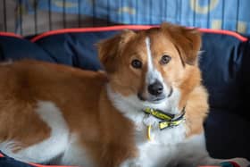 Dogs Trust is issuing top tips to owners to help their dogs cope with fireworks displays close to home