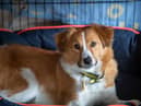 Dogs Trust is issuing top tips to owners to help their dogs cope with fireworks displays close to home