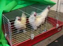 Abandoned chickens found by the RSPCA