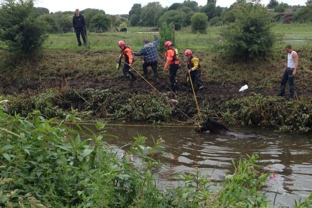 Firefighters rescue a horse in Beech Hill