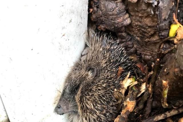 Sonic the Hedgehog made the list of the RSPCA’s 20 most amusing rescues of 2020. The podgy hedgehog got stuck between a tree and a concrete pillar in Blackpool.