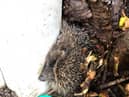 Sonic the Hedgehog made the list of the RSPCA’s 20 most amusing rescues of 2020. The podgy hedgehog got stuck between a tree and a concrete pillar in Blackpool.