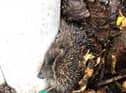Sonic the Hedgehog made the list of the RSPCA’s 20 most amusing rescues of 2020. The podgy hedgehog got stuck between a tree and a concrete pillar in Blackpool.