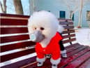 There is confusion about coronavirus and pets