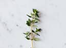 Thyme
