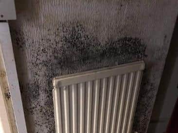 Mould in Dave Harrison's house