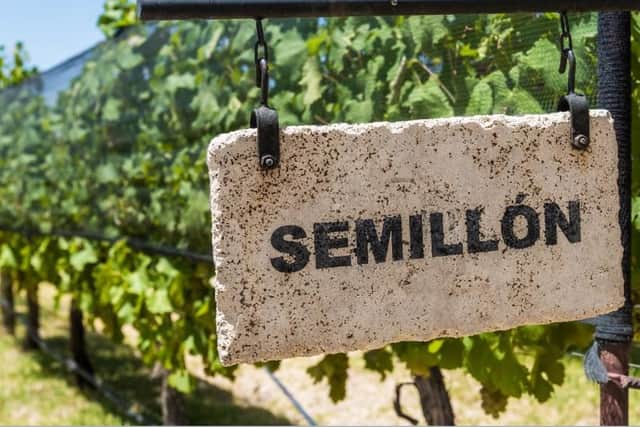 The grape semillon casts a spell in both Old World and New World wine making regions