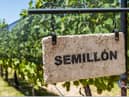 The grape semillon casts a spell in both Old World and New World wine making regions